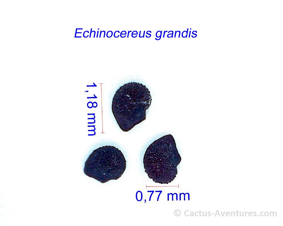 Echinocereus grandis JM